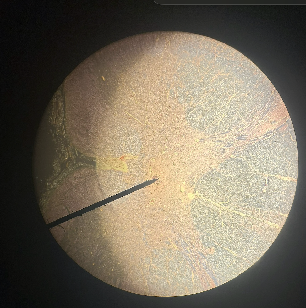 <p>name this structure</p>