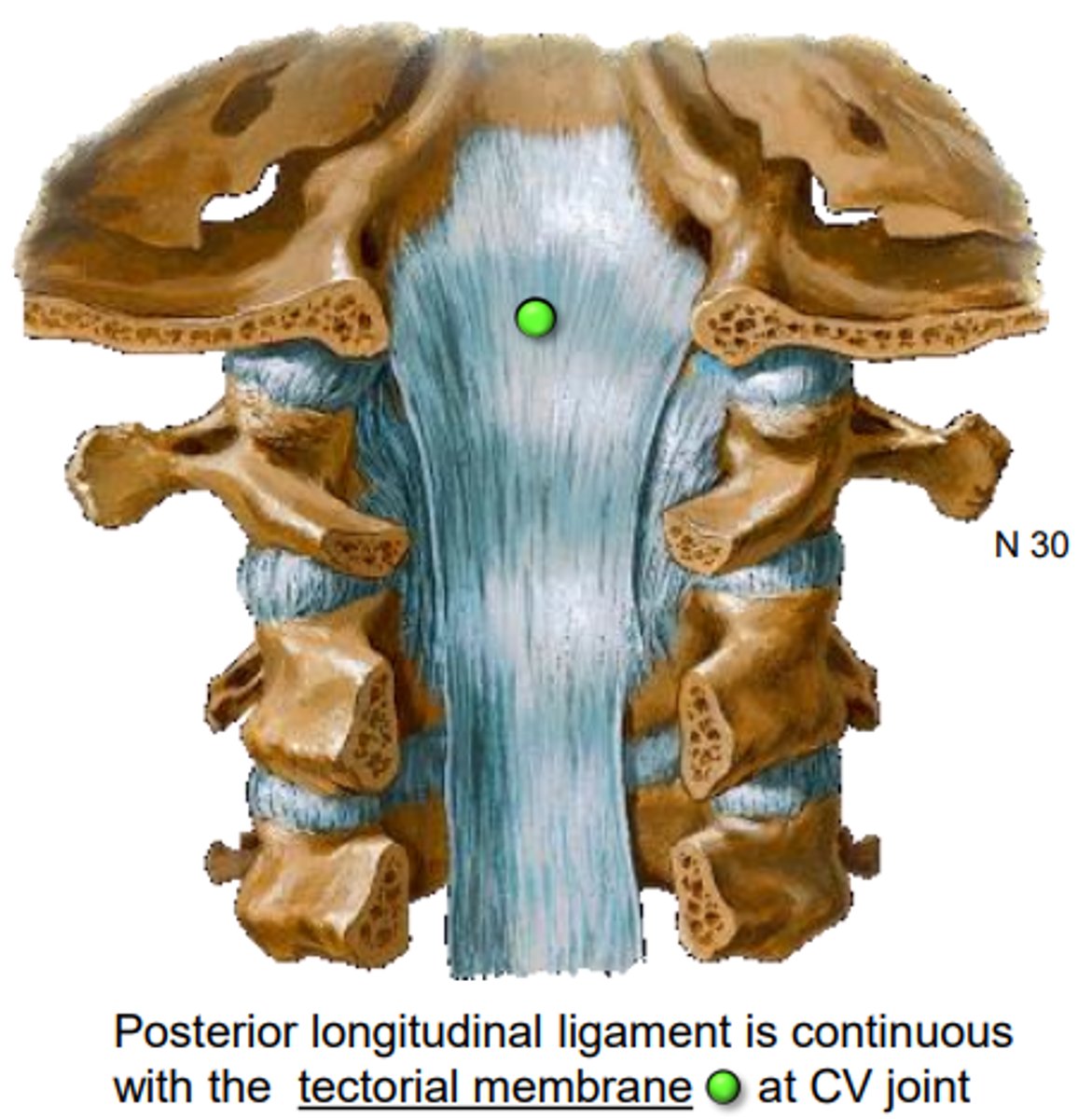 <p>Specialized posterior longitudinal ligament inside the spinal canalanterior to the dura sac and attached to the occipital clivus</p>