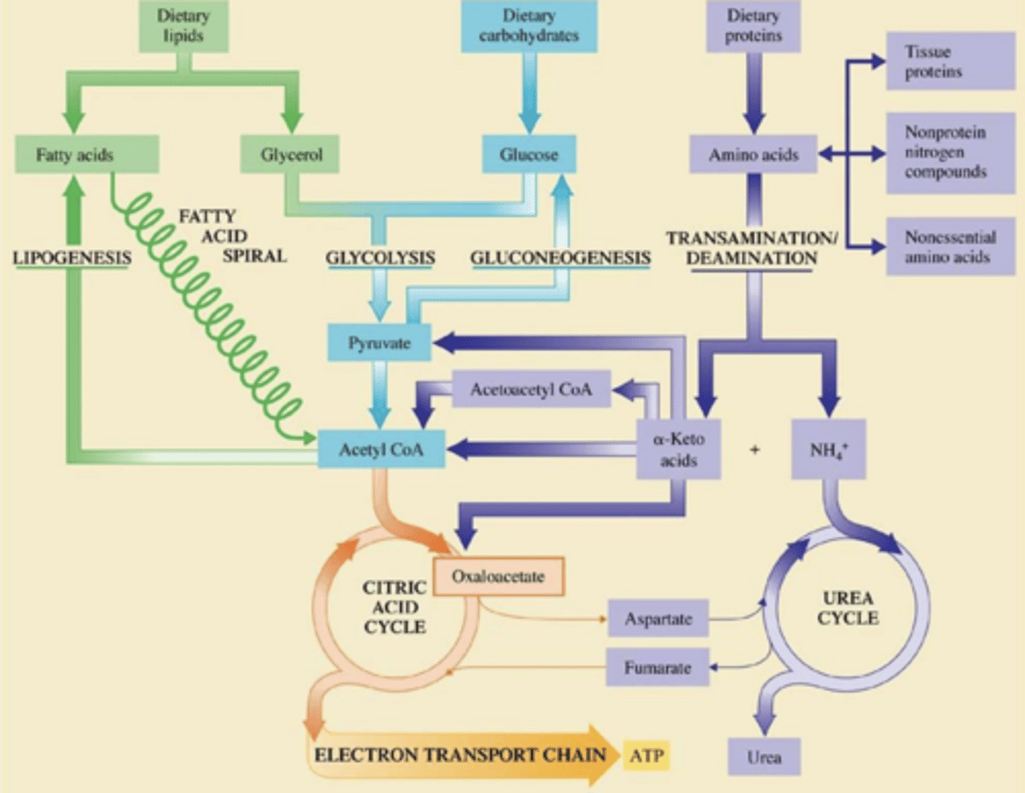 knowt flashcard image