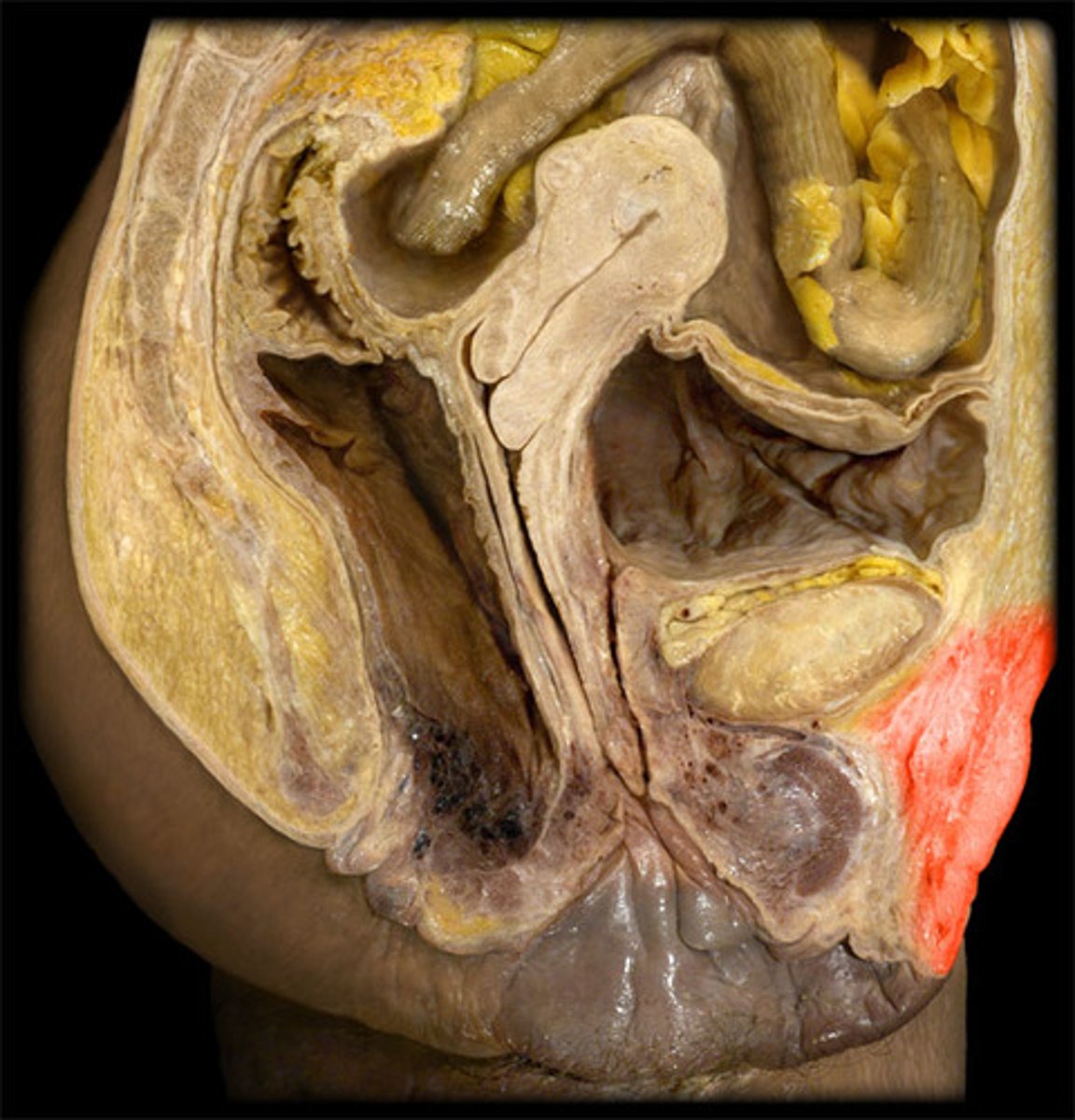 <p>a mound of fatty tissue covering the pubic area in women</p>