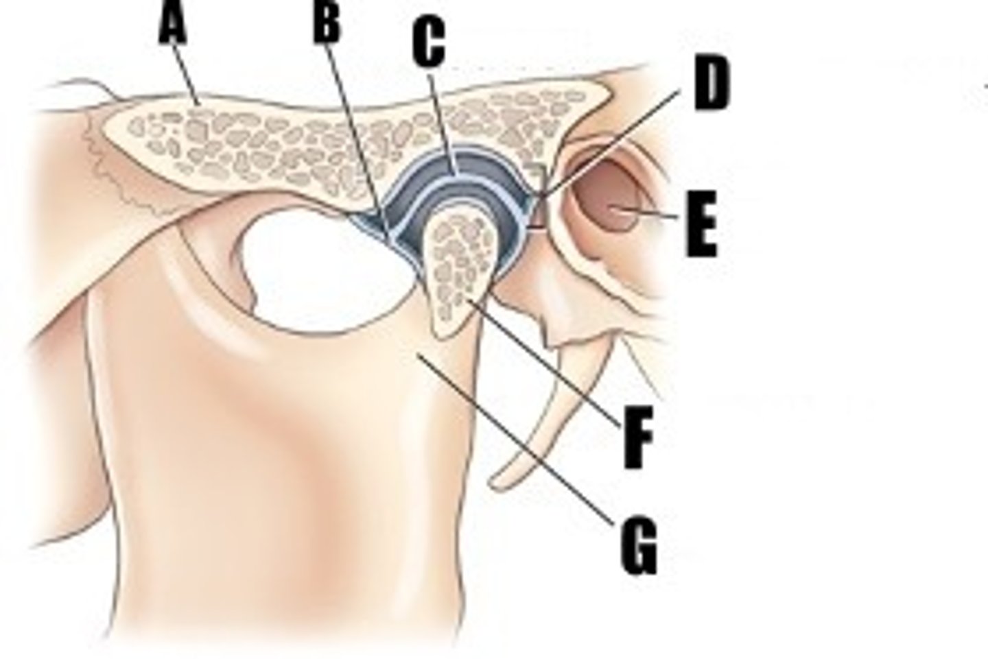 <p>what part of bone is E</p>
