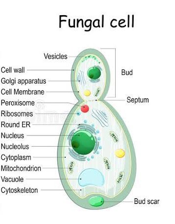 <p>Eukaryotic organisms that do not contain chlorophyll and can’t make their own food. The cell is different to a regular plant cell (no cell wall). They can be unicellular or multicellular. (e.g. Athletes food/Tinea)</p>