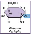 <ul><li><p>mono = one</p><ul><li><p><strong>simple sugars, ex: glucose</strong></p></li><li><p><strong>more stable - least amount of repulsion</strong></p></li></ul></li></ul>