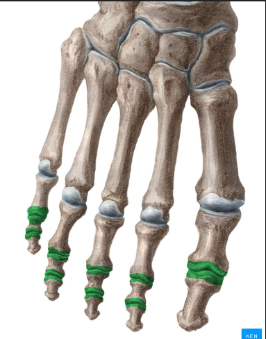 <p>What are these joints called?</p>