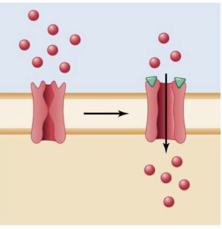 <p>A signal molecule binds to the receptor/channel regulating the opening and closing of the gates (type of channel)</p><ul><li><p>eg) acetylcholine regulates entry of Na+ into muscle cell</p></li></ul>