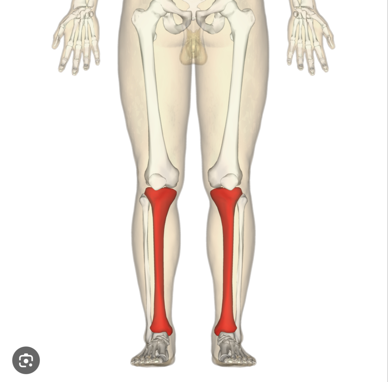 <p>Larger of two bones in the lower leg, extending from the knee to the ankle</p>