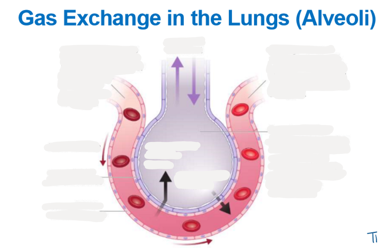 <p>8.3 Explain the process of gas exchange in the lungs (alveoli) using this diagram </p>