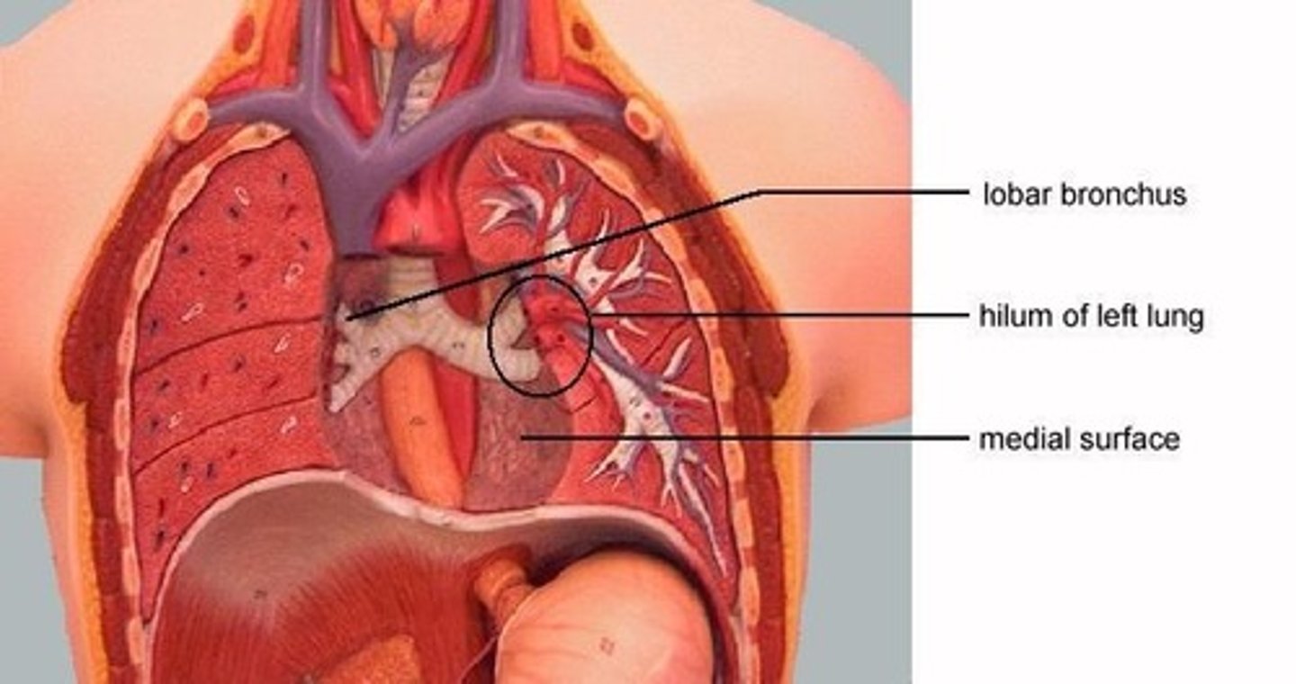 <p>The area where blood, lymphatic vessels, and nerves enter and exit each lung.</p>