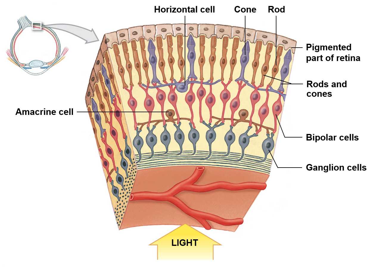 <p>More numerous; have a high sensitivity to light; do not discriminate colors</p>