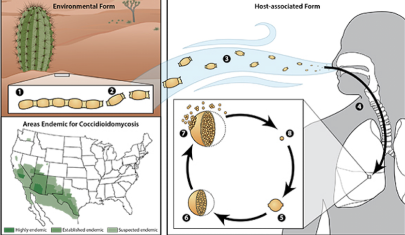 <p>Which fungus is transmitted by <strong>inhalation </strong>of <strong>mold in soil in Southwestern US, Central and South America </strong>and causes <strong>coccidiomycosis (Valley Fever) </strong>with flu-like symptoms?</p><ul><li><p><span>causes 15-30% of community-acquired pneumonia</span></p></li></ul>