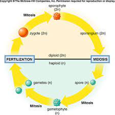life cycle that alternates between distinct haploid and diploid stages
->Diploid cycle produces a spore-producing sporophyte e
-> Haploid cell is gamete producing gametophyte 