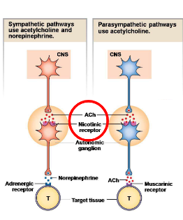 <p>Preganglionic neuron in BS or SC → Secretes acetylcholine → binds to nicotinic receptors on the postganglionic neurons  in the autonomic ganglia → postganglionic neurons in the sympathetic system secrete norepinephrine onto adrenergic receptors on the target tissue. Postganglionic neurons in the parasympathetic system secrete Ach onto muscarinic receptors on the target tissue. </p>