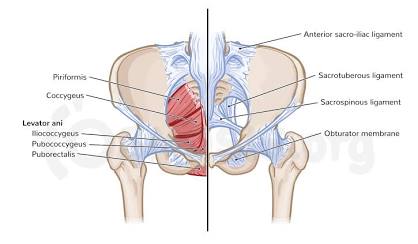 <p>Pelvic Cavity</p>