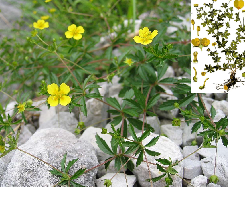 <p>Skiljs från de andra arterna i släktet femfingerörter genom att den har fyra kronblad istället för fem. Den grova roten har röd saft varav namnet blodrot. </p>