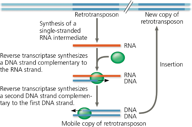 Short sequences of DNA that can move to new locations in the genome and make additional copies of themselves (“cut-and-paste” or “copy-and- paste” mechanism)