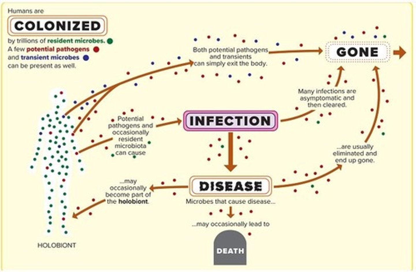 <p>D) all of these may be members of the holobiont at some point- so pathogens, transient microbes, and resident microbes</p>
