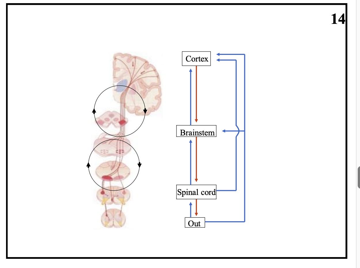 <ul><li><p>Not really→ not just descening from high to low</p></li></ul><p><strong>Motor system is a series of loops</strong></p><ul><li><p>there is feedback from every level</p></li></ul><p></p>