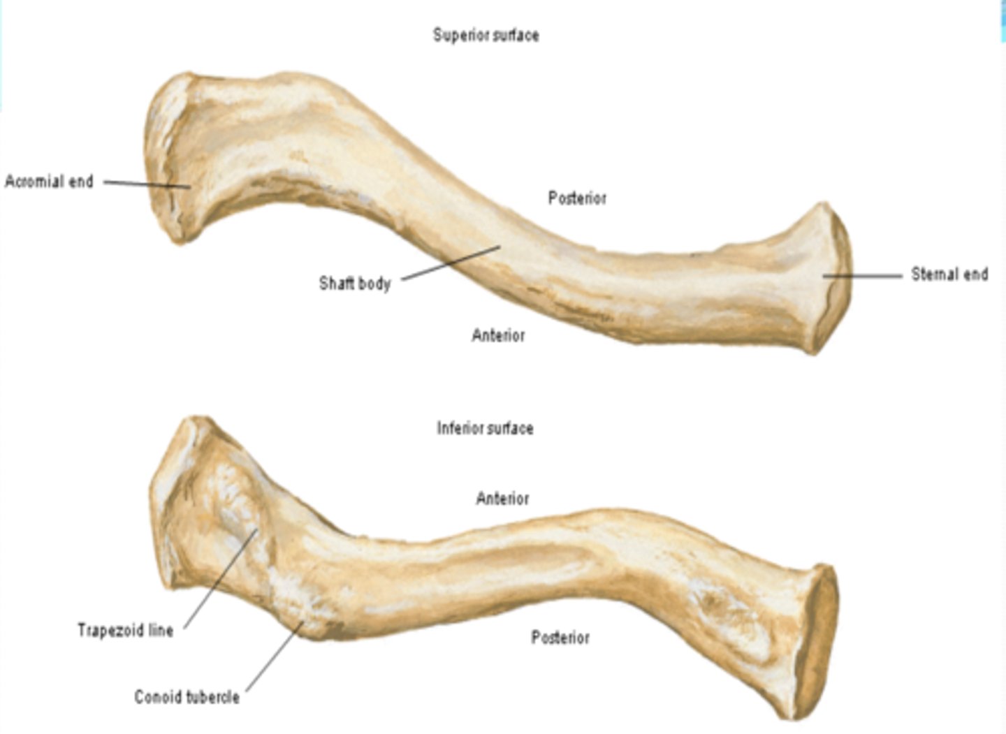 <p>Conoid Tubercle</p>