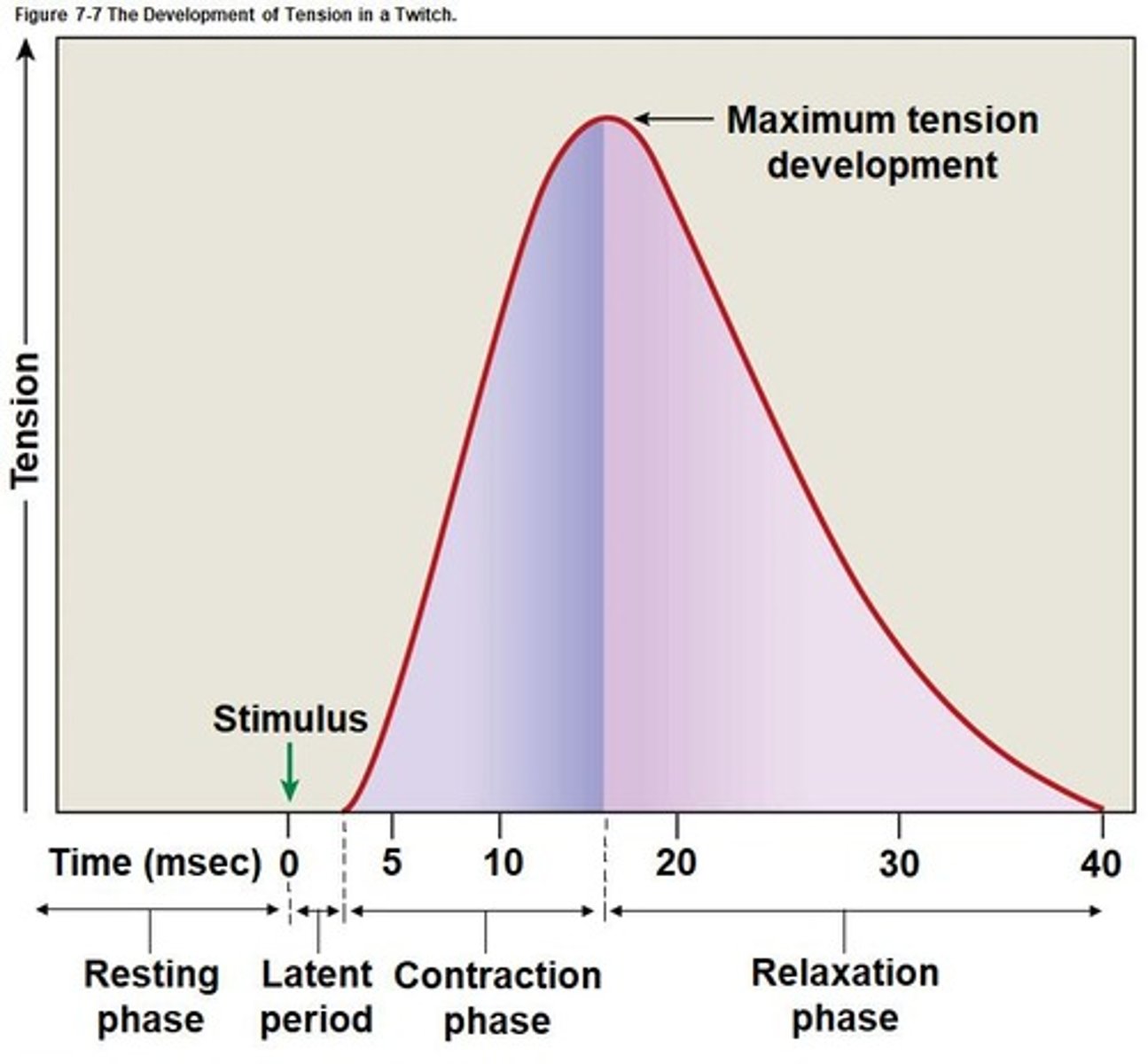 <p>Graph showing tension development during a twitch.</p>