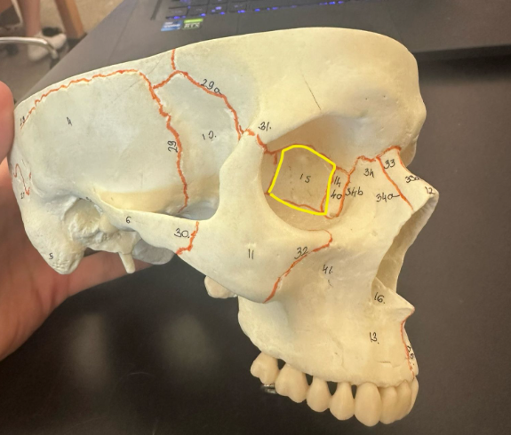 <p>What is circled in yellow? Or labeled as 15?</p>