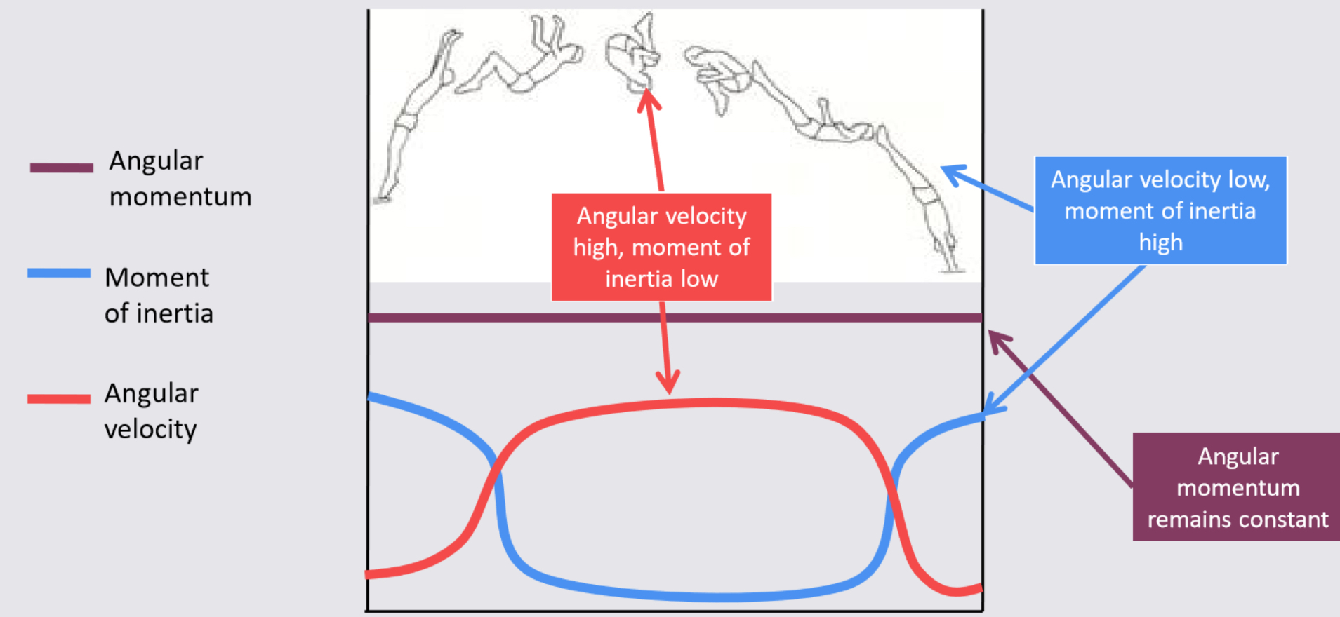 <p>Indicates a rotating body will continue to rotate indefinitely unless an external force acts on it.</p><ul><li><p>in activities where angular momentum is conserved, sufficient angular momentum must be produced prior to leaving the ground.</p><ul><li><p>Increase linear momentum (run up speed) → transferred into angular momentum</p></li><li><p>Apply greater force to ground/wall at take-off</p></li><li><p>Improve segmental interaction at take-off</p></li></ul></li></ul>