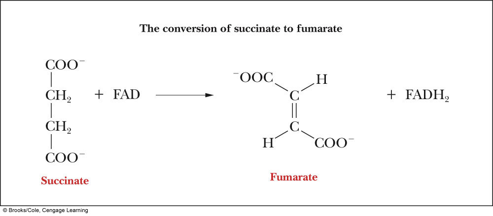  What is oxidized to fumarate in step 6 of the process, and which enzyme catalyzes this reaction? 

\
