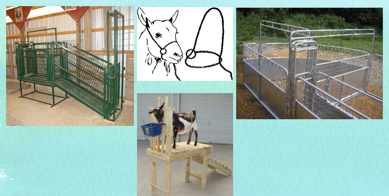 <ul><li><p>Use one hand under the jaw and one over the head for hand restraint.</p></li><li><p>Lift goats with support under the chest and abdomen.</p></li><li><p>Hold horns at the base, never the tips.</p></li><li><p>Never lift or drag by ears, horns, tail, hair, or legs.</p></li><li><p>Restraint tools include halters, stanchions, headstalls, milking stands, or chutes.</p></li><li><p>Equipment should allow quick, secure restraint to reduce stress or injury.</p></li><li><p>Always use the least stressful restraint method and release promptly.</p></li></ul><p></p>