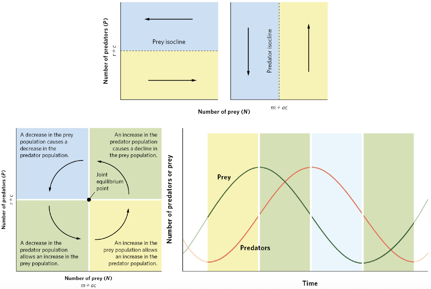 <p><span><span>Want to reach equilibrium/isocline</span></span></p><ul><li><p><span style="background-color: transparent;"><span>Above isocline = pop decreasing</span></span></p></li><li><p><span style="background-color: transparent;"><span>Below isoline = pop increasing</span></span></p></li></ul><p><span><span>Have to pay attention to both species</span></span></p><ul><li><p><span style="background-color: transparent;"><span>Both increasing?</span></span></p></li><li><p><span style="background-color: transparent;"><span>Both decreasing?</span></span></p></li><li><p><span style="background-color: transparent;"><span>One increasing and other decreasing?</span></span></p></li></ul><p><span><span>Correspond with population trajectories</span></span></p><ul><li><p><span style="background-color: transparent;"><span>Dotted line = isocline</span></span></p></li><li><p><span style="background-color: transparent;"><span>Highlighted portions correspond with isocline trends</span></span></p></li></ul><p></p>