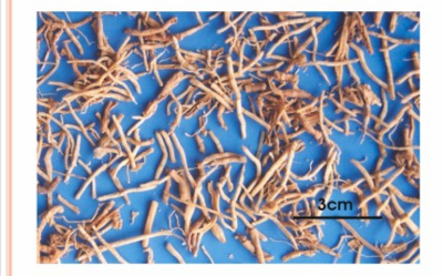 <p>rễ bỏ lõi gỗ</p>