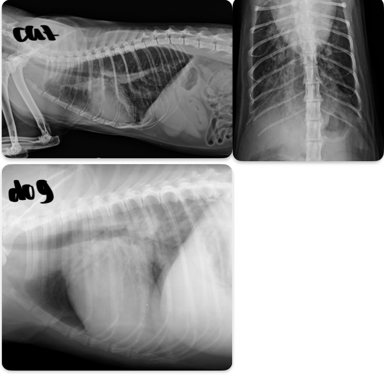 <p>-unstructured interstitial or alveolar infiltrates (perihilar cd.dorsal lung fields)</p><p>-multifocal patchy distribution (cats, dobby pinscher, acute tendinae rupture)</p><p>-peribronchial cuffing in cats may also cause bronchial pattern</p><p>-pleural effusion -cats</p>