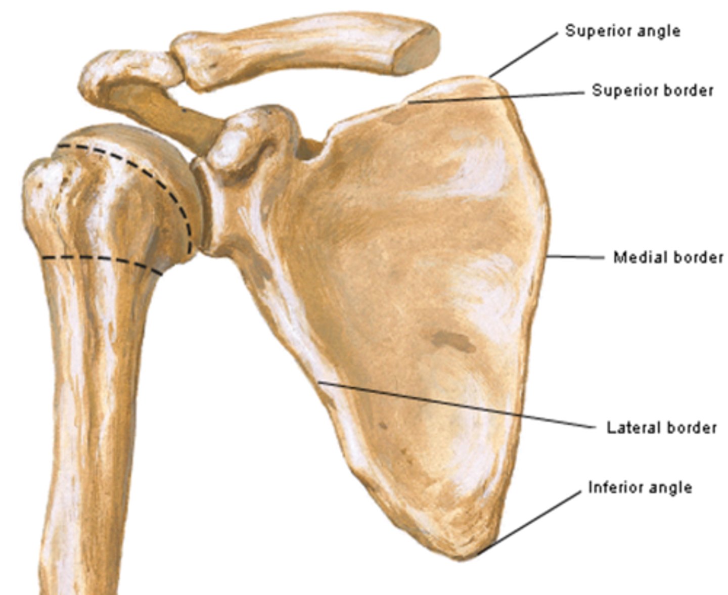 <p>superior, inferior, lateral</p>