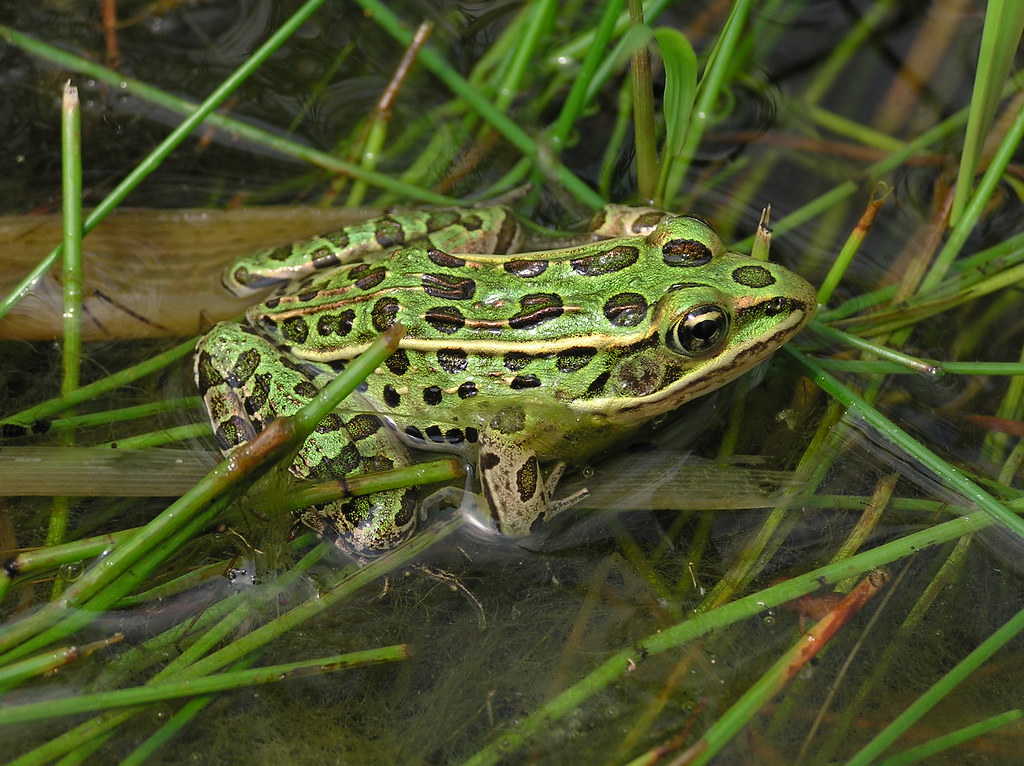 <p>Northern leopard frog</p>