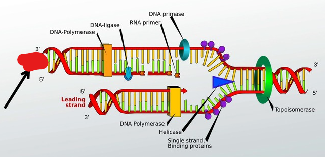 <p>Built in fragments</p>