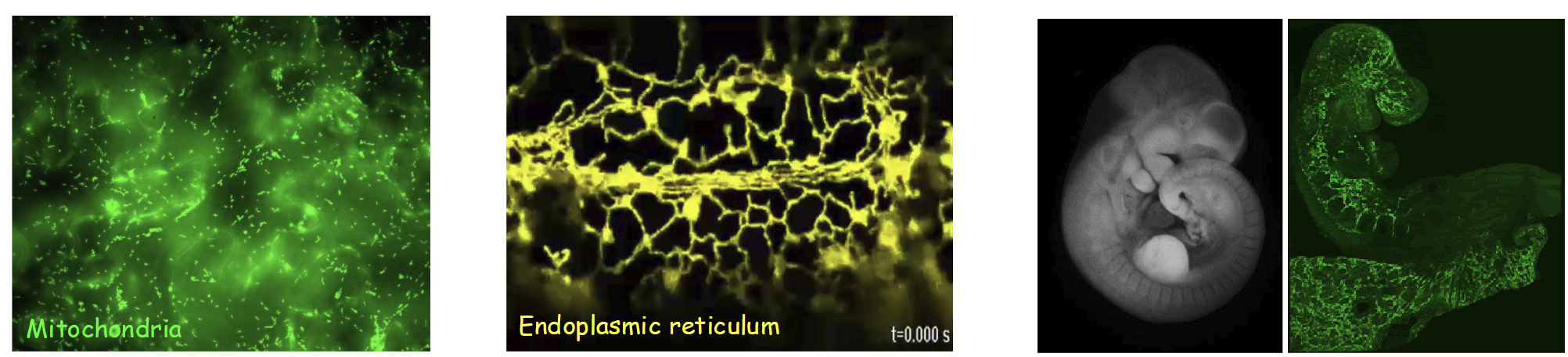 <p>Method of fluoresence microscopy that has a similar set-up to a standard brightfield light microscopy, but with additional features.</p><p><strong>One or more lasers of certain wavelengths of light “excite” fluorescent molecules in the specimen, emitted light is specifically focused to obtain a detailed image.</strong></p><ul><li><p>Speciman viewed using this method is usually living (not necessary to “fix” speciman).</p><ul><li><p>Allows for viewing dynamic biological/cellular processes <u>live</u> - via endogenous autofluorescence, vital fluorescent dye, or ectopically-expressed autoflorescent fusion protein.</p></li></ul></li><li><p>Lasers can penetrate further into thicker living specimens (compared to standard light microscopy).</p></li></ul><p></p>