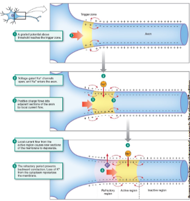 <p>Unmyelinated (IMAGE) = continuous conduction; myelinated = saltatory conduction (AP jumps node to node, faster).</p>