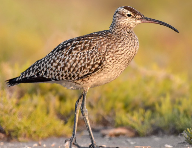 <p>What bird is this?</p>