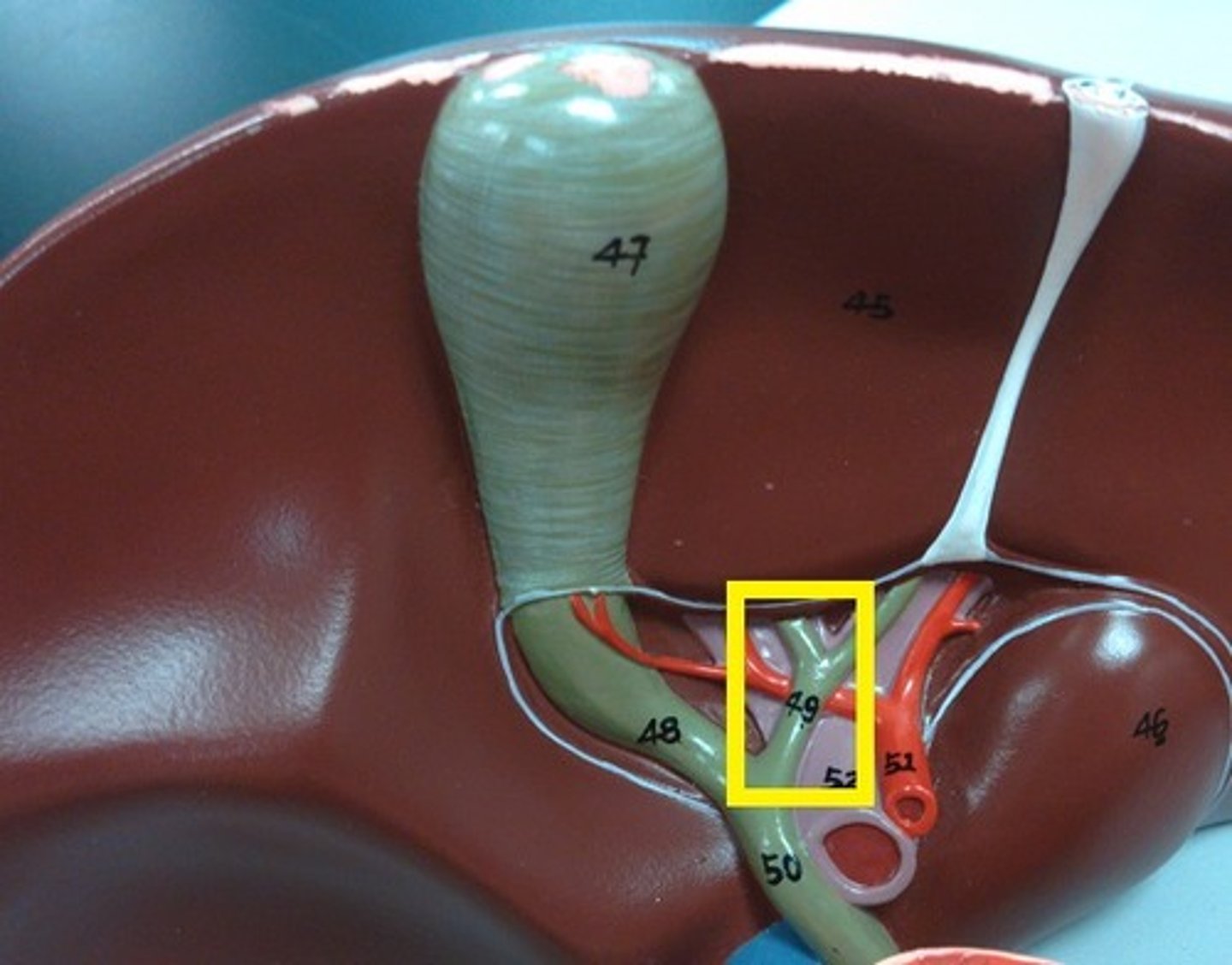 <p>What is this body feature?</p>