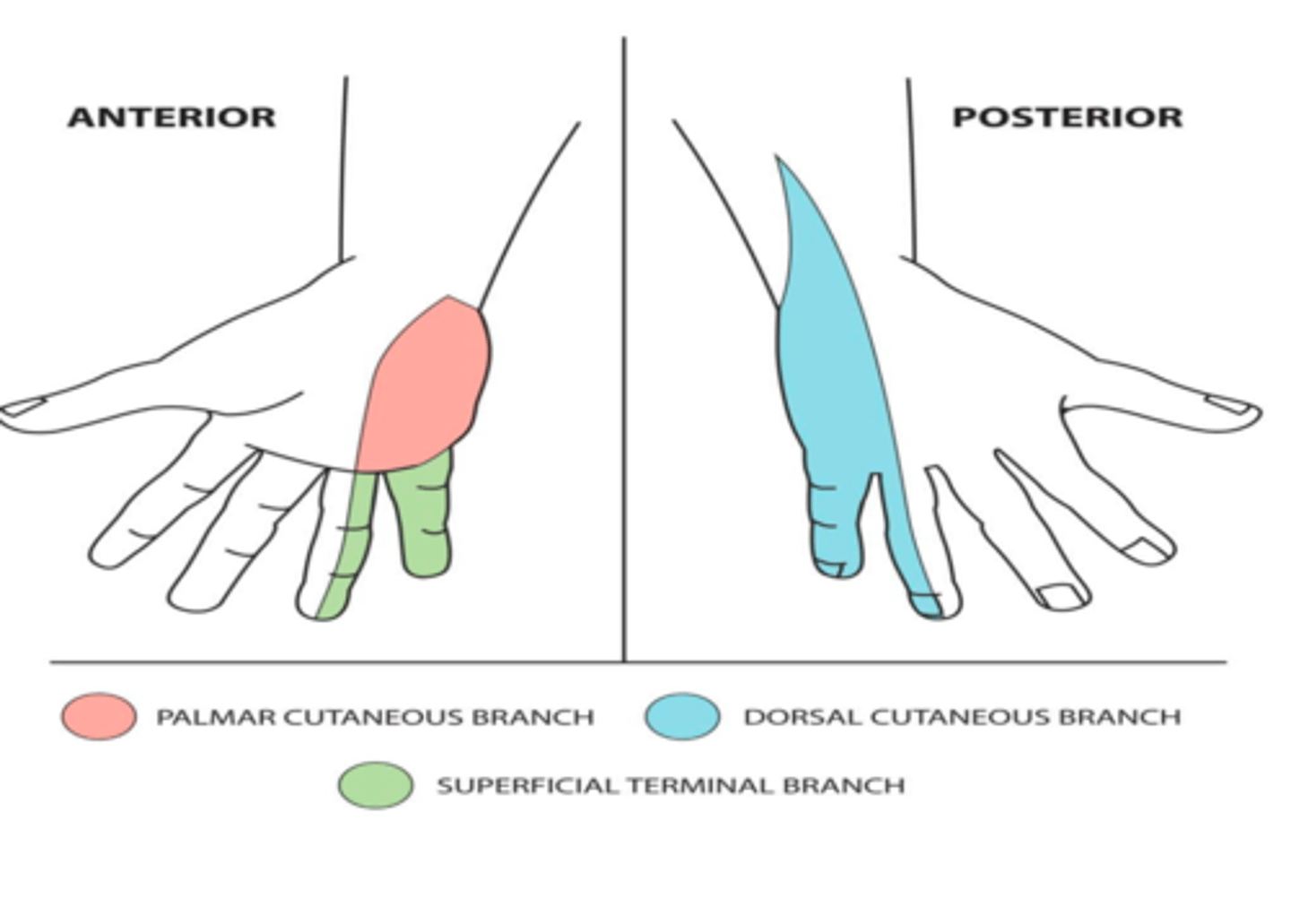 <p>medial hand</p><p>palmar and dorsal surfaces of hand</p><p>entire fifth finger</p><p>ulnar half of the annular finger</p>