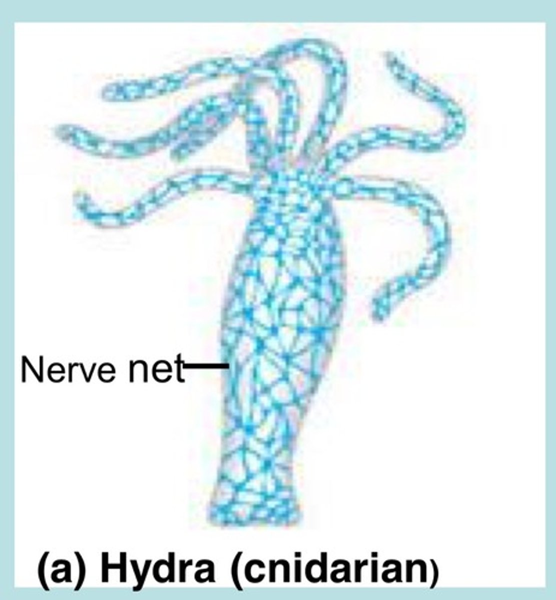 <p>nerve net (no brain)</p>