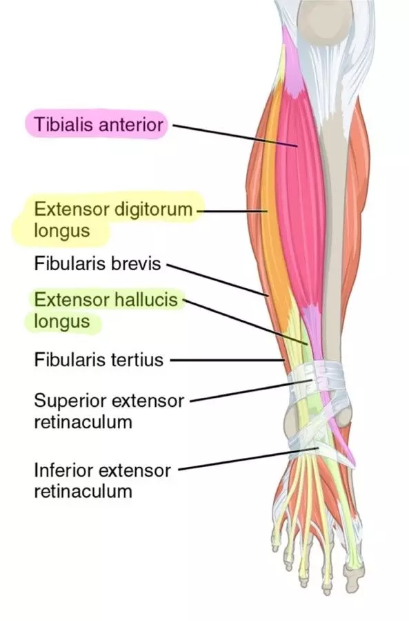 <p>Tibialis Anterior, Extensor Digitorum Longus, Extensor Hallucis Longus, Fibularis Tertius</p>