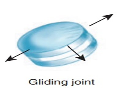 <p><span>joints move against each other and include the intervertebral joints (thefacet joint between vertebrae and not the intervertebral disks), sacroiliac (SI) joint, carpaljoints, and tarsal joints.</span></p>