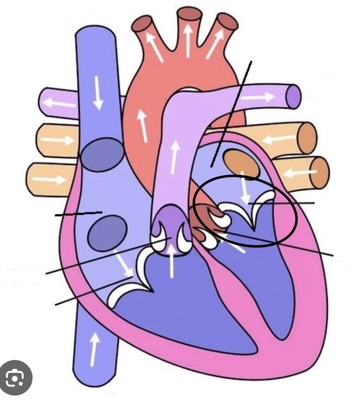 <p>left atrium into left ventricle, MOST common valve to fail</p>