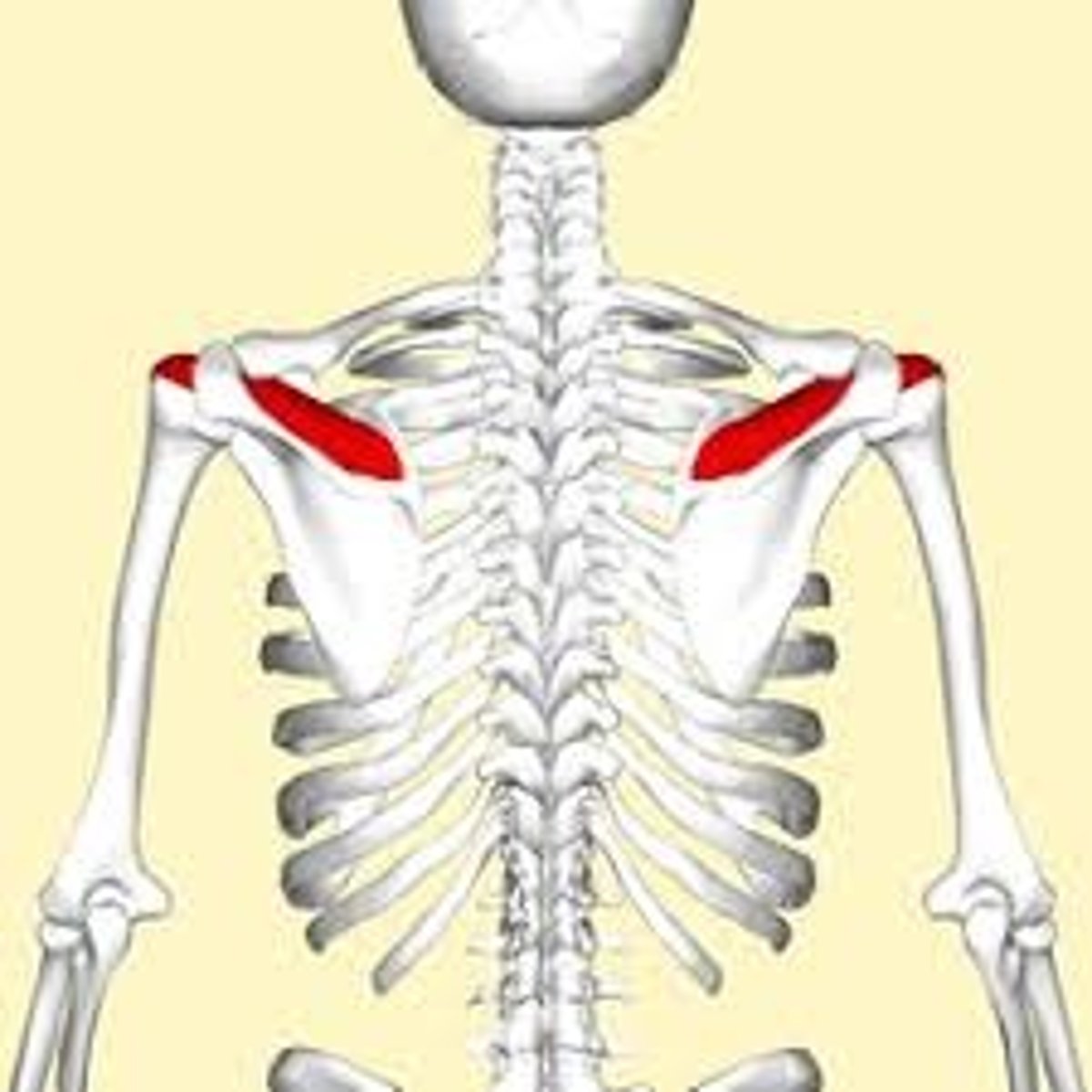 <p>Supraspinatus Action</p>