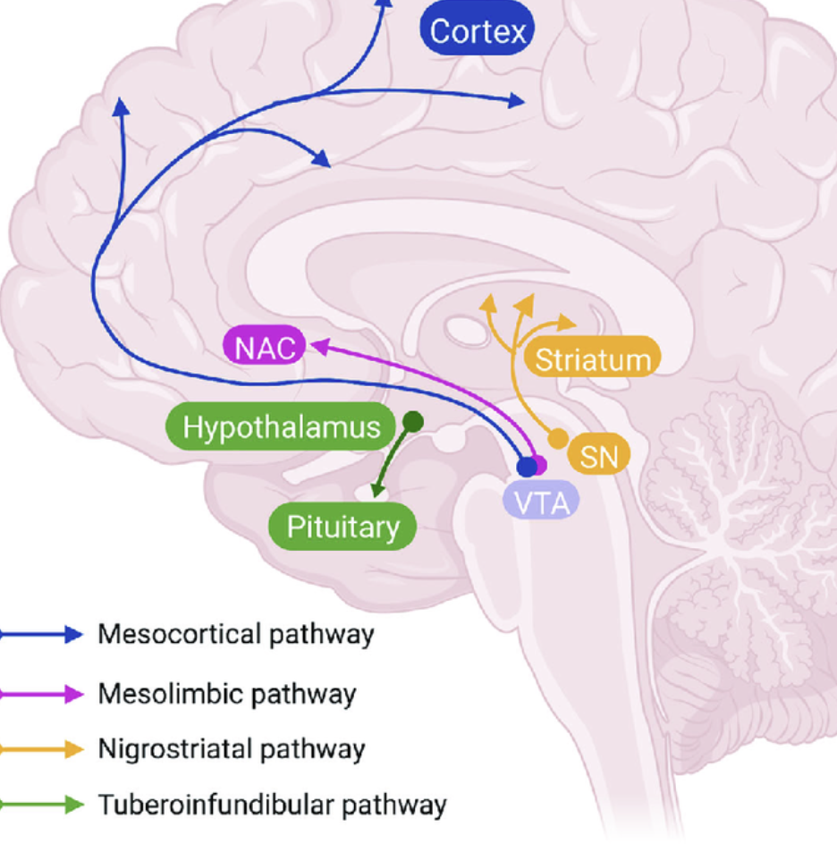 <p>It’s a dopaminergic reward pathway from ventral tegmental area (VTA) to nucleus accumbens (NAcc).</p>