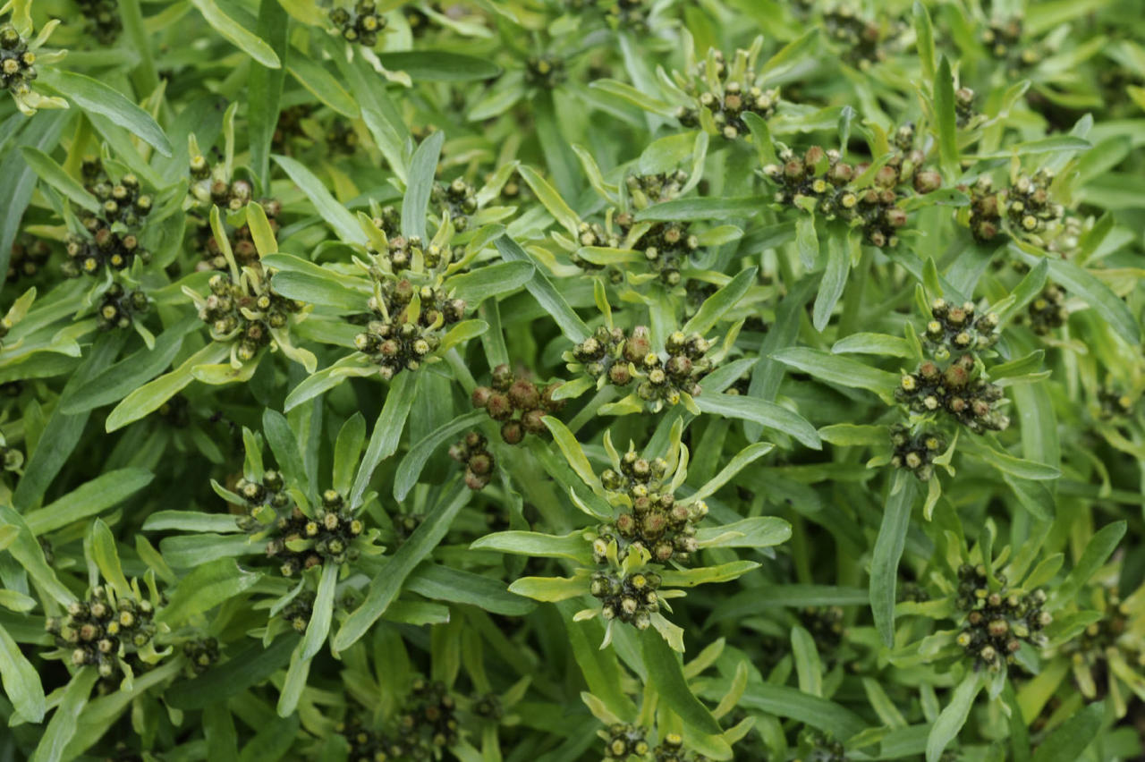 <p>Savijäkkärä</p>