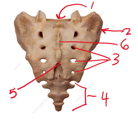 <p><span>Name the bumpy surface number 2 is pointing to</span></p>