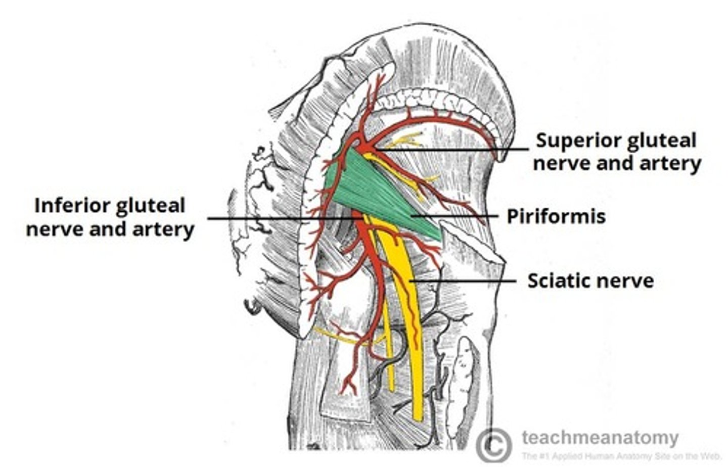 <p>inferiorly and posteriorly along wall of the pelvis</p>