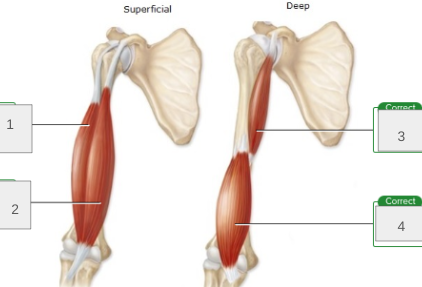 <p>name muscles 1-4</p>