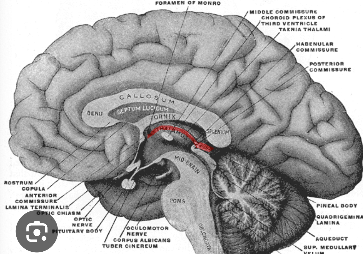 <p>more of a region above the thalamus</p>