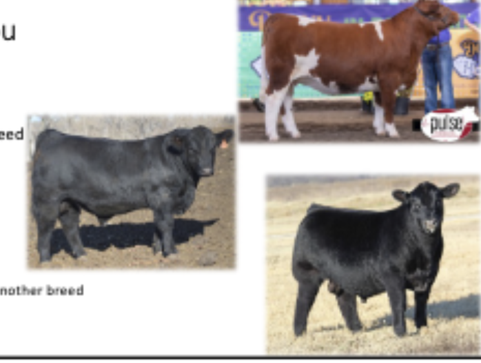 <p>Origin: France, Mainetainer-Registered cross w/ another breed, popular show cattle breed</p>